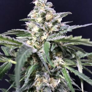 AMAZON HAZE