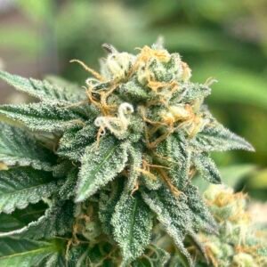 BANANA DESSERT AUTO