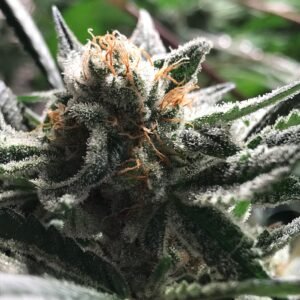 CONDOR (Critical Jack)