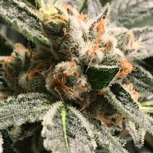 DARK KUSH (OG Kush)