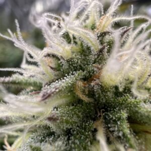 G.O.S. AUTO