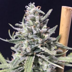 THUNDERSTORM (Super Skunk)