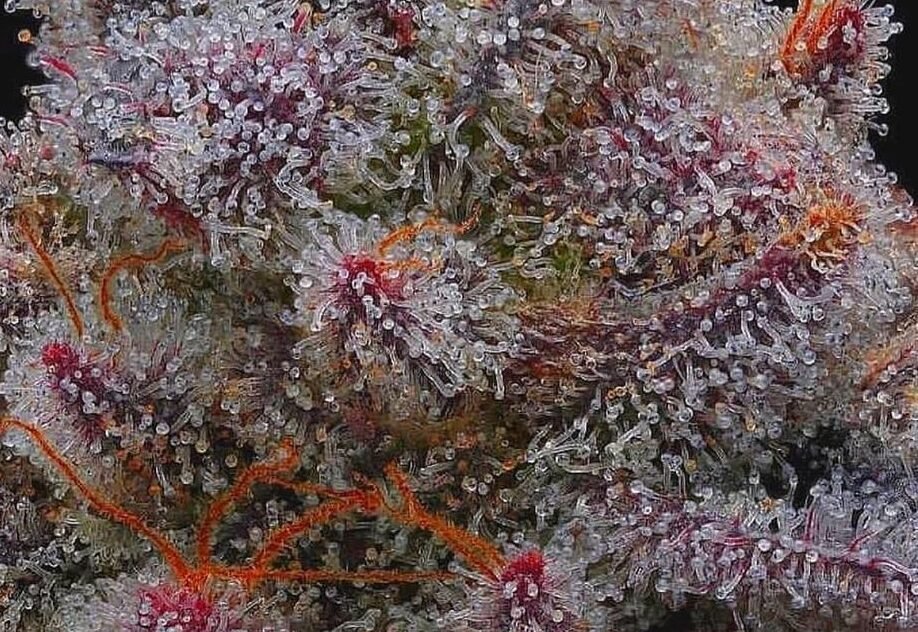 Controlando el THC: sinergia potencial del cannabis y efectos séquito fitocannabinoide-terpenoide