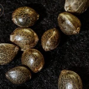 Semillas a Granel Feminizadas